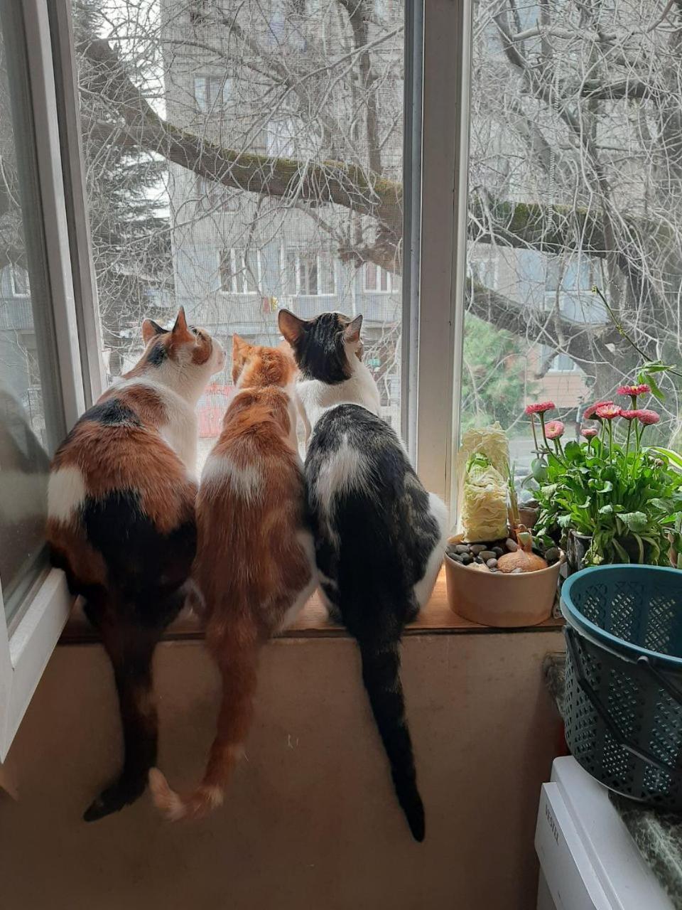 Everyday Cat Hostel Batoemi Buitenkant foto